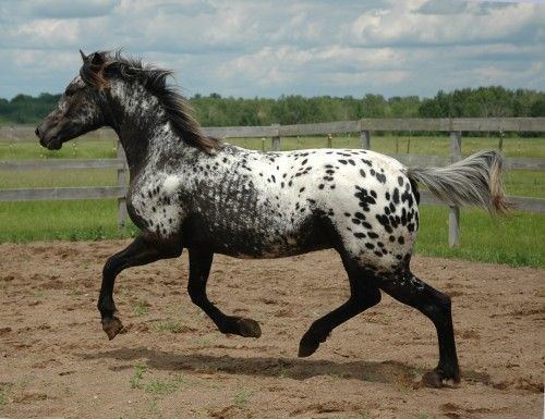 Appaloosa Friesian Appaloosa Sport Horse Finale I Love Horses Pinterest