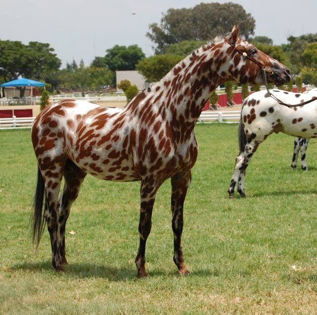 Appaloosa 1000 ideas about Appaloosa on Pinterest Horses Painted horses