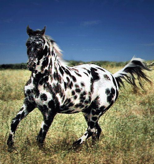 Appaloosa 1000 images about Appaloosa on Pinterest Beautiful Indian horses