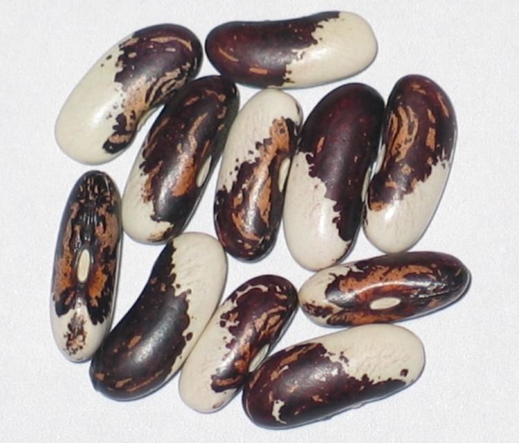 Appaloosa bean A Bean Collector39s Window