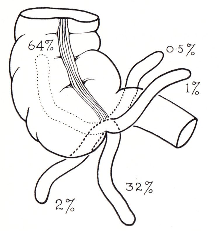 Appendix (anatomy)