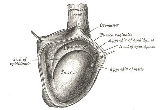 Appendix of testis