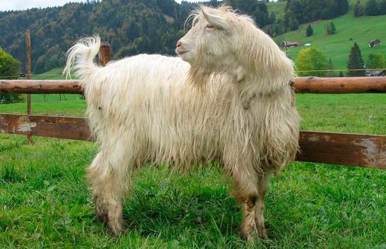 Appenzell goat 