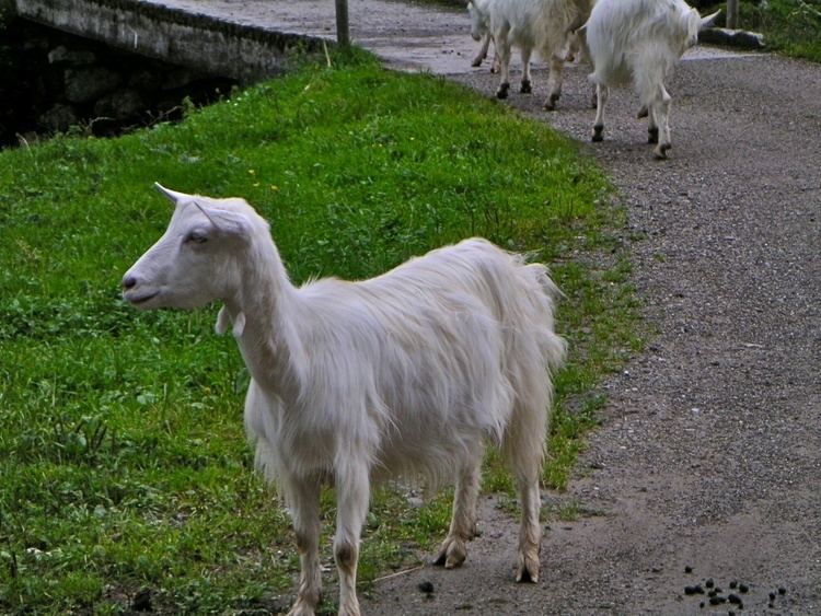 Appenzell goat FileAppenzell Goatjpg Wikimedia Commons