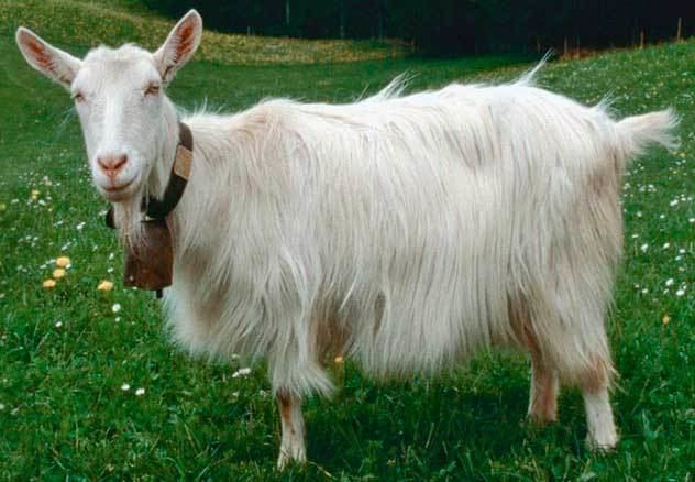 Appenzell goat 