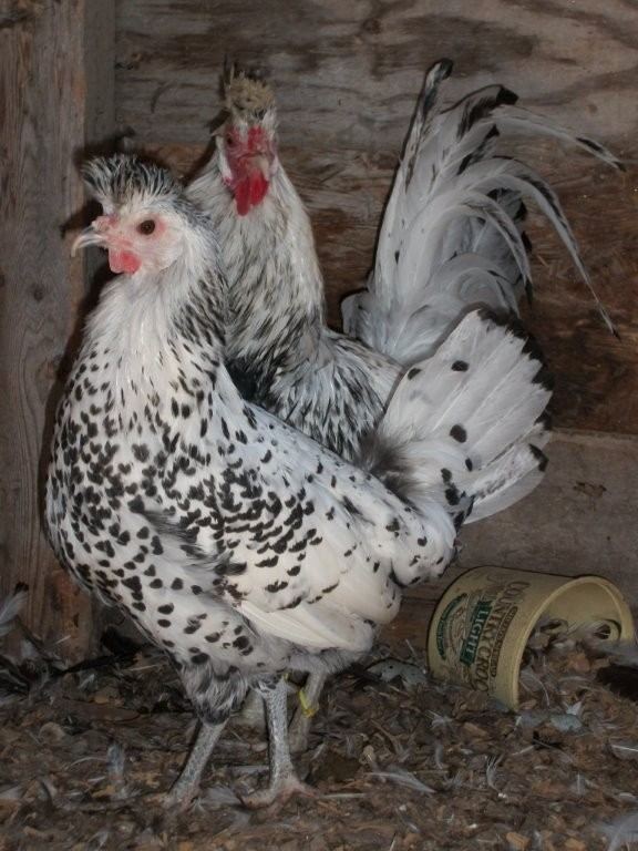 Appenzeller (chicken) Silver Spangled Appenzeller Spitzhauben Chickens Cackle Hatchery