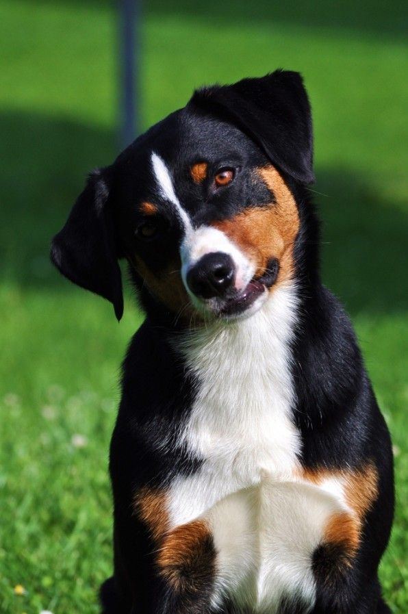 Appenzeller Sennenhund 1000 ideas about Appenzeller Sennenhund on Pinterest Sennenhund