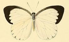 Appias aegis httpsuploadwikimediaorgwikipediacommonsthu