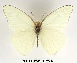 Appias drusilla Appias drusilla Florida White Discover Life