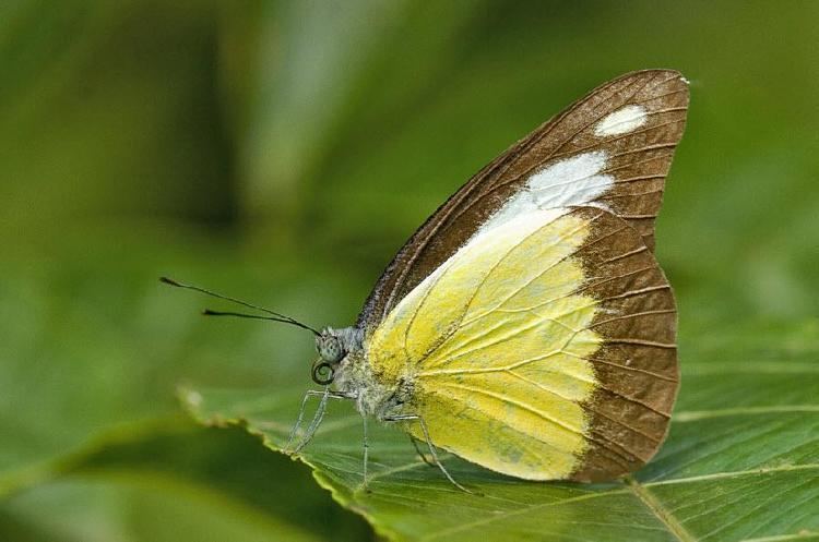 Appias lyncida ButterflyCircle Checklist