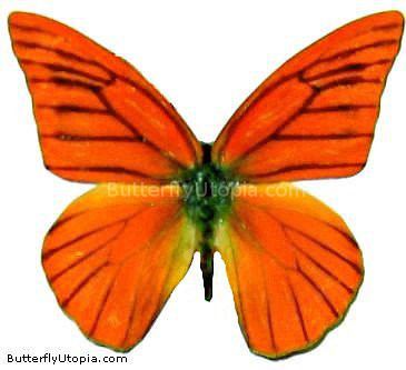 Appias nero Appias nero neronis orange butterfly pictures photos picture photo