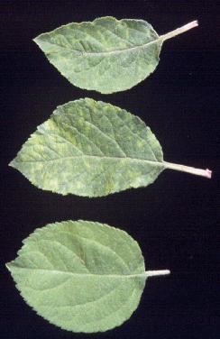 Apple chlorotic leafspot virus IAM Plant Pathogen Pages
