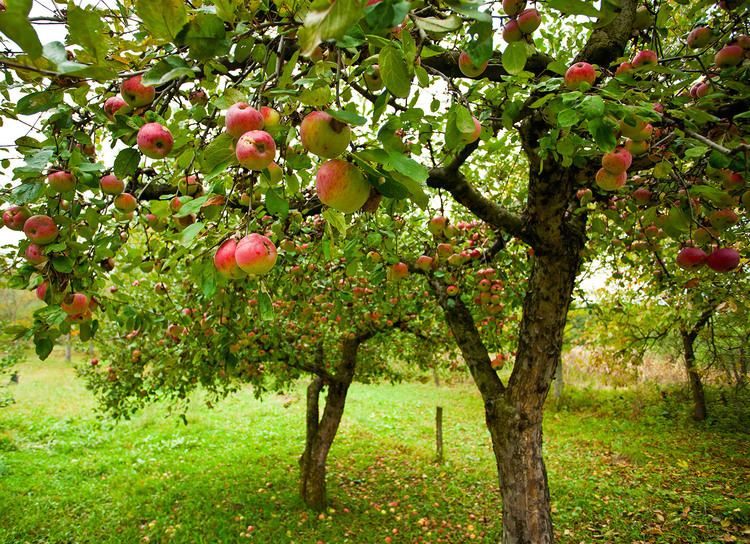 Apple Apple Trees Everything you Ever Wanted to Know FastGrowingTrees