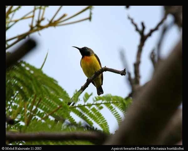 Apricot-breasted sunbird wwwmangoverdecomwbgimages00000015167jpg