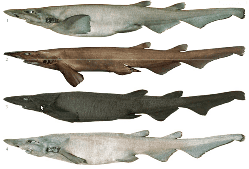 Apristurus Tiburones en Galicia Apristurus en Galicia