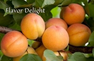 Aprium Flavor Delight Aprium Interspecific Apricot Dave Wilson Nursery