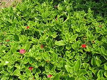 Aptenia cordifolia httpsuploadwikimediaorgwikipediacommonsthu