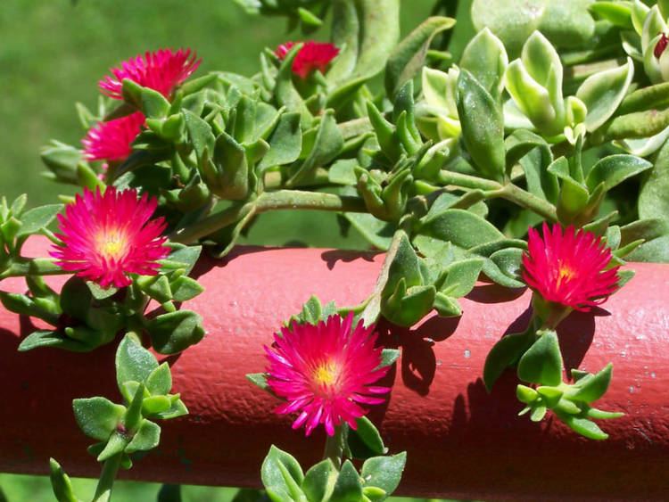 Aptenia cordifolia How to Grow and Care for Aptenia World of Succulents
