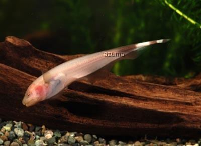 Apteronotus 1000 images about Knifefish on Pinterest Pictures of Knives and