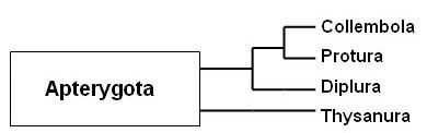 Apterygota Natural History Collections Apterygota