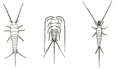 Apterygota REGNUM ANIMALIA Subregnum Metazoa del 8 Arthropoda D Insecta I