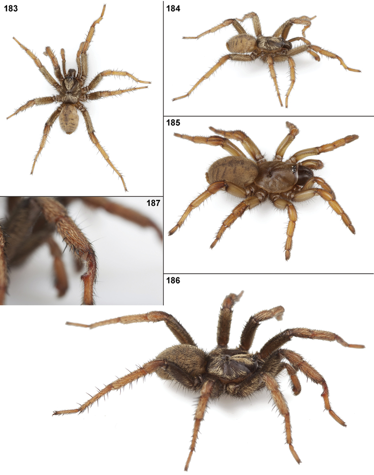 Aptostichus Phylogenetic treatment and taxonomic revision of the trapdoor spider