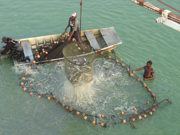 Aquaculture of catfish