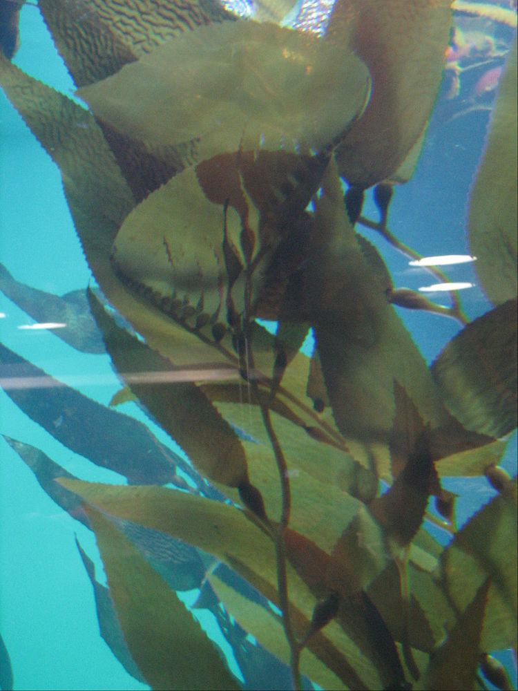 Aquaculture of giant kelp