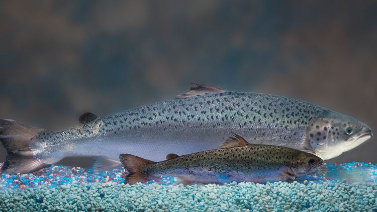 AquAdvantage salmon Genetically Modified Salmon Coming To A River Near You The Salt
