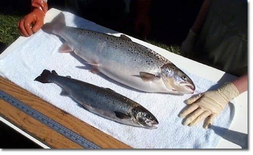 AquAdvantage salmon AquAdvantage Salmon Ready for Commerce The Permaculture Research
