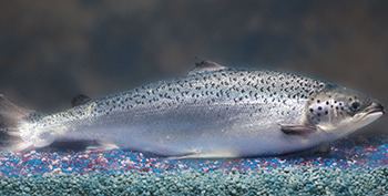AquAdvantage salmon Consumer Updates gt FDA Has Determined That the AquAdvantage Salmon