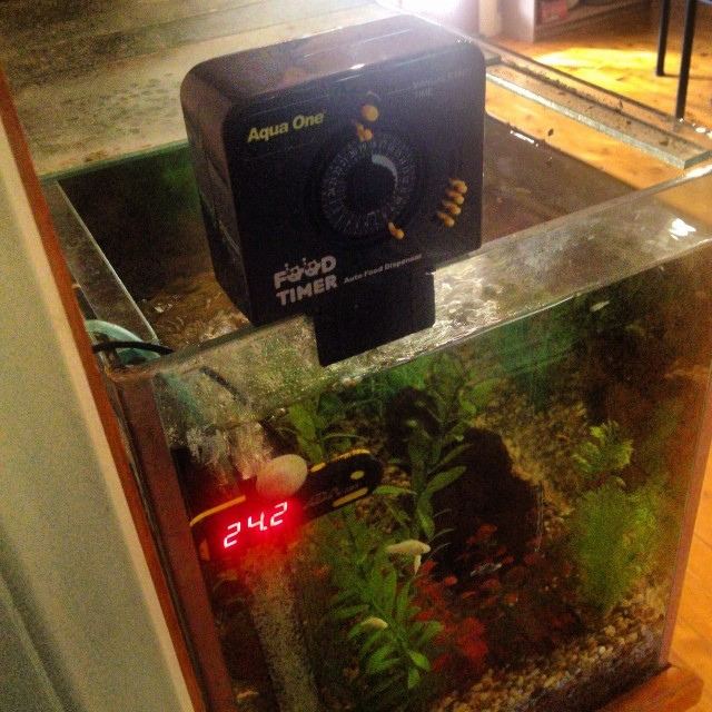 Aquarium fish feeder