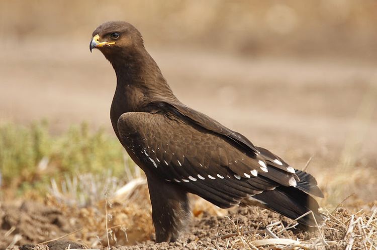 Aquila (genus) Aquila