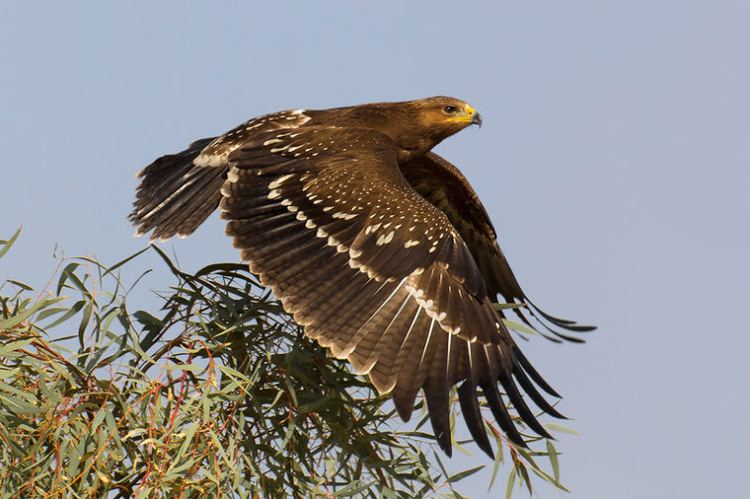 Aquila (genus) Aquila