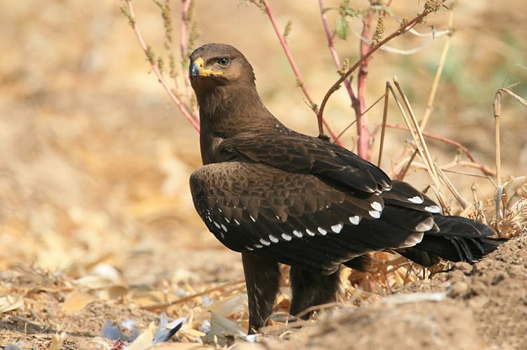 Aquila (genus) Aquila