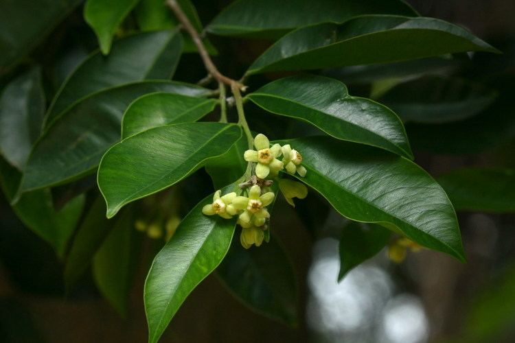 Aquilaria Hong Kong Herbarium