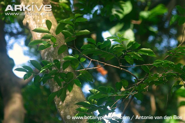 Aquilaria sinensis Incense tree videos photos and facts Aquilaria sinensis ARKive