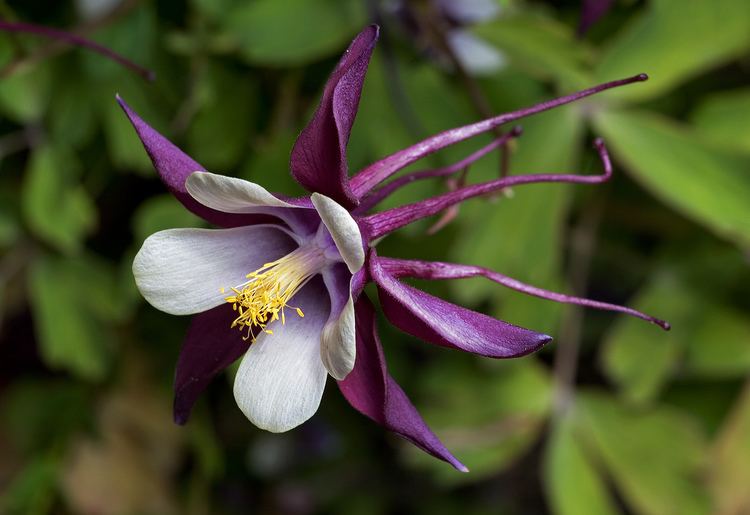 Aquilegia httpsuploadwikimediaorgwikipediacommons77