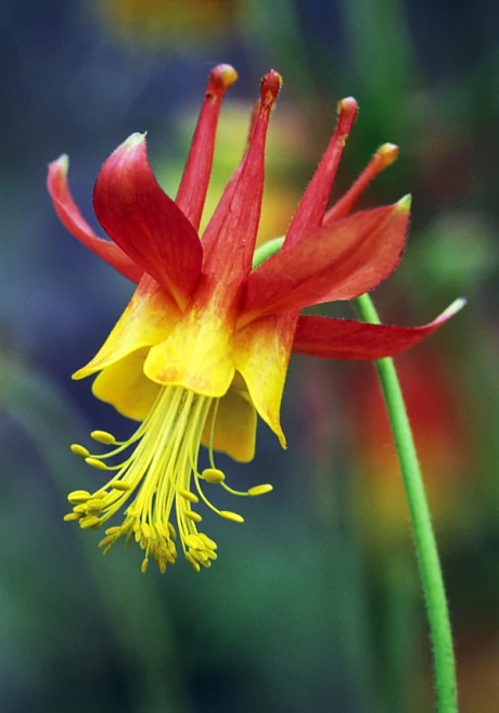 Aquilegia How to grow aquilegia Telegraph