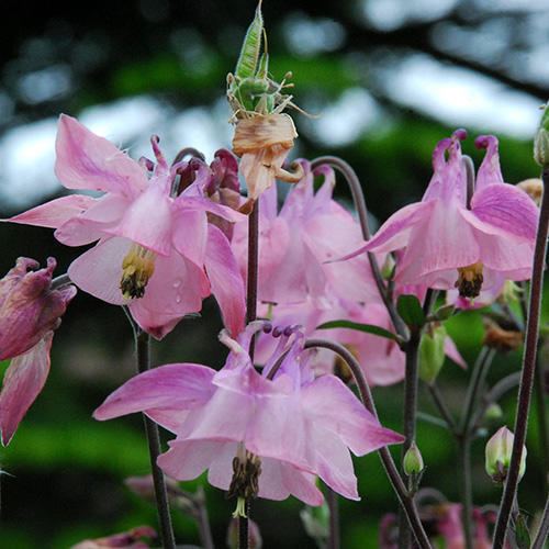 Aquilegia AQUILEGIA SEEDS