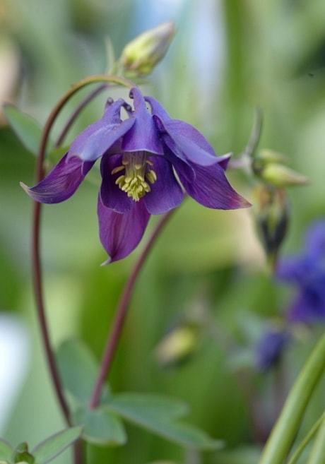 Aquilegia How to grow aquilegia Telegraph