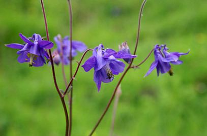 Aquilegia RHS advice amp tips on garden amp indoor plants Plant finder