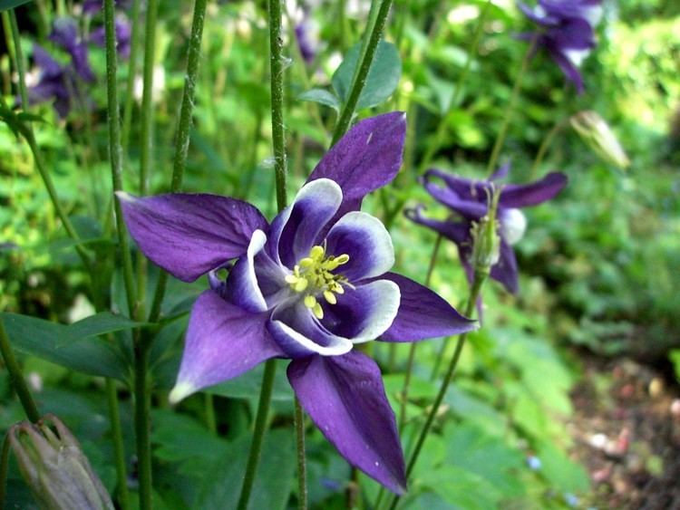 Aquilegia Permaculture Plants Columbine Temperate Climate Permaculture