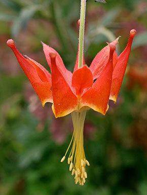 Aquilegia eximia Annie39s Annuals amp Perennials Be Mine Columbine