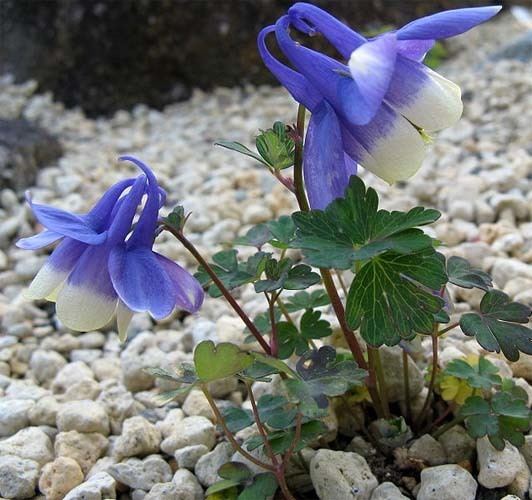 Aquilegia flabellata Aquilegia Flabellata Enjoy These TwoToned Flowers in Your Garden