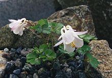 Aquilegia laramiensis httpsuploadwikimediaorgwikipediacommonsthu