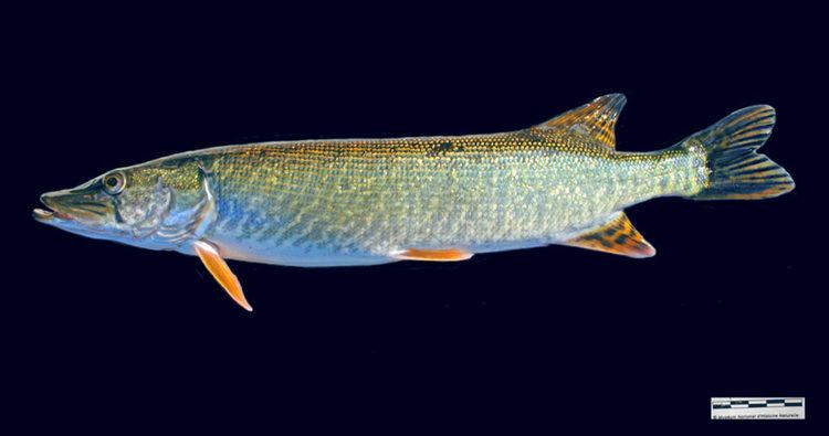 Aquitanian pike Aquitanian Pike New Fish Species Discovered in France Biology