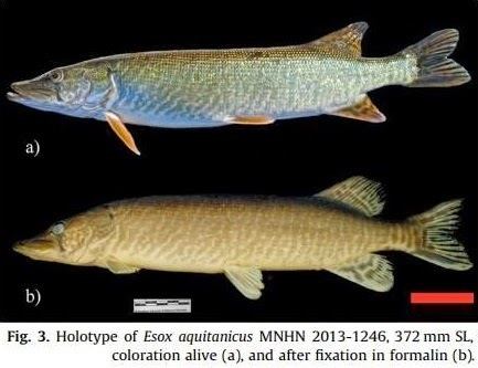Aquitanian pike Species New to Science Ichthyology 2014 Esox aquitanicus