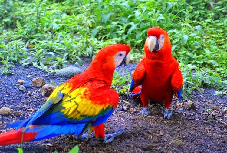 Ara (genus) parrots world TOP 10 RAINFOREST BIRDS