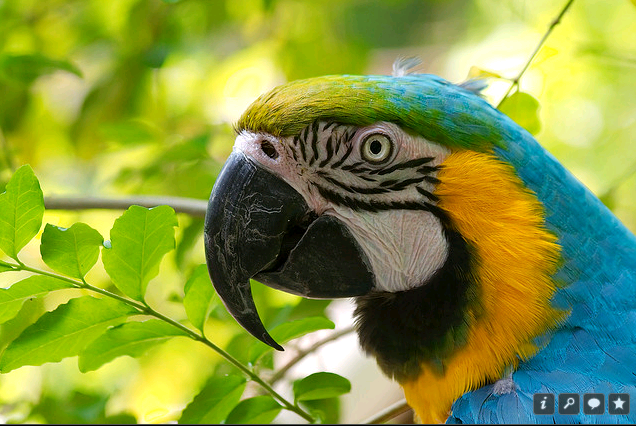 Ara (genus) colorful exotic birds ara parrot description